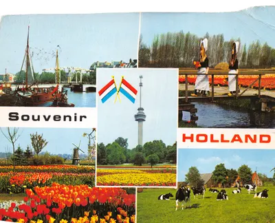 Hollande — collage de scènes typiques avec drapeau, tour, tulipes et vaches — Souvenir imprimé sur la carte