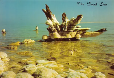 The Dead Sea — squelettes d'arbres recouverts de cristaux de sel — éditeur PALPHOT LTD. n°3178