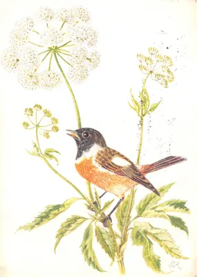 Oiseau perché sur une branche — illustration botanique avec fleurs d'anguisse — Imprimerie Paul Attinger S.A., Neuchâtel