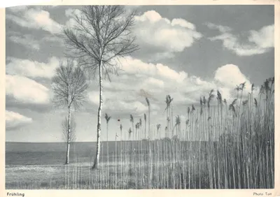 Paysage de printemps — deux bouleaux et roseaux — Photo Tott