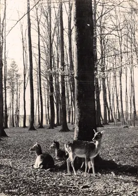 Forêts de Bern – Damhirsches — éditeur VERLAG BERINGER & PAMPALUCHI ZÜRICH