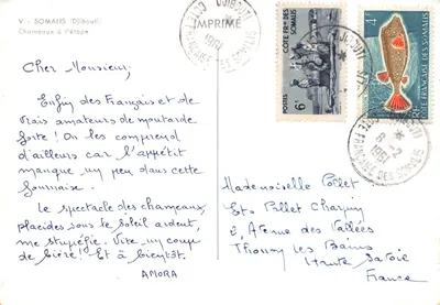 Chameaux à l'étape — scène de pâturage en milieu désertique — IMPRIMÉ SUR LA CARTE — पीछे