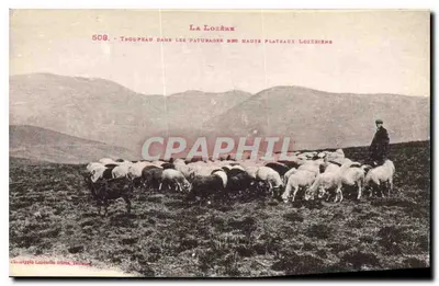 La Lozère — Troupeau dans les pâturages des hautes plateaux lozériens — Éditeur : Lausanne, Toulouse, n° 508