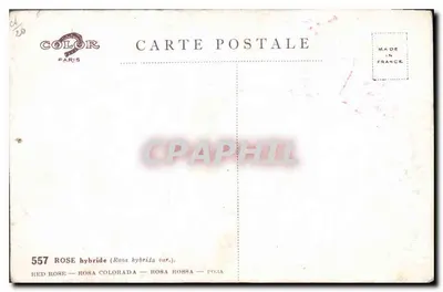 Rosa vermelha — variedade híbrida — editor Color, Paris, n° 557 — Verso