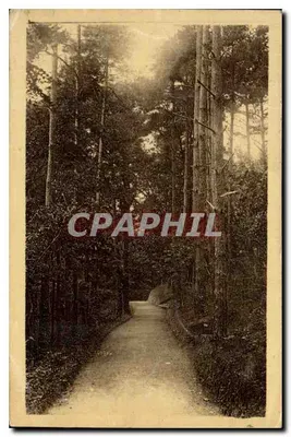Avenida dos Pinheiros no Parque — St-Honoré-les-Bains (Nièvre) — editor não visível