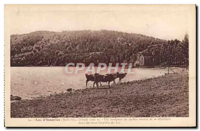 Lago de Issarlès (Ardèche) — altitude 1000 m — rebanho de vacas se refrescando — Éditions artistiques Haoud-Carré