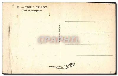 Trollé d'Europe — Trollius europaeus — Wydawnictwo Art Grenoble, nr 10 — Rewers