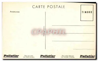 Anêmonas — buquê colorido — Pelletier — Verso
