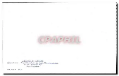 Acanthurus esp. — Mers Tropicales — IMP. S.I.C.A., NICE — Reverso