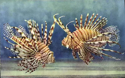 Dois peixes-leão — Aquário de Mônaco — S.I.C.A. - 98, Av. St-Lambert - NICE