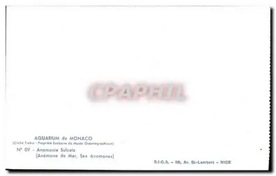 Anemonie morskie — Anemonia Sulcata — S.I.C.A., 98, Av. St-Lambert - NICE — Rewers