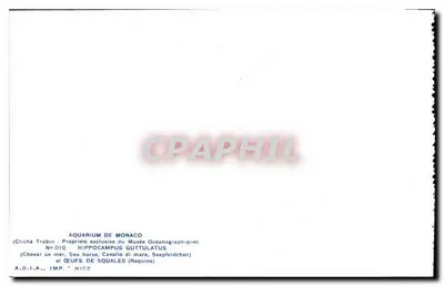 Koń morski — Hippocampus guttulatus — Akwarium w Monako — Rewers