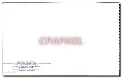 Akwarium w Monako — Conger vulgaris — Cliché Barba — N° 6 — Rewers