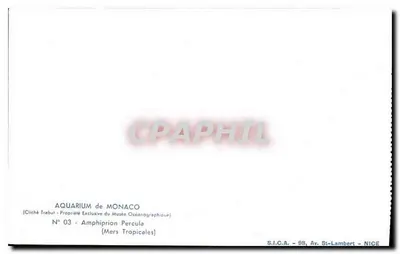 Aquário de Mônaco — Amphiprion Percula — S.I.C.A. Av. St-Lambert, Nice — Verso