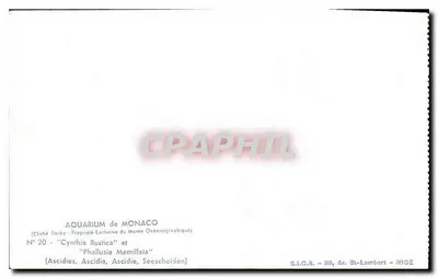 Cena submarina — Ascidies e Phallusia Mamillata — Aquário de Mônaco — Verso