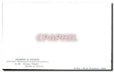 Oktolicy — trzy egzemplarze w ich środowisku — Akwarium w Monako, zdjęcie Trebut, nr 02 — Rewers