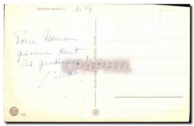 Gentiana alpina — montanhas nevadas — Kunstverlag Zürich, n° 557 — Verso