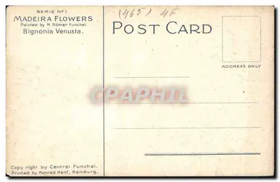 Kwiaty z Madeiry — Bignonia Venusta — Malowana przez M. Römer Funchal — Rewers