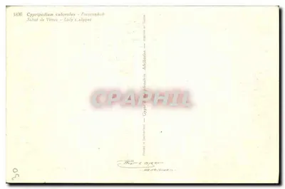 Cypripedium calceolus — Lady's slipper — Thorle Byggen — Back