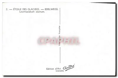 Gwiazda lodowców — Edelweiss — Leontopodium alpinum — Wydawnictwo Art André, Grenoble — Rewers
