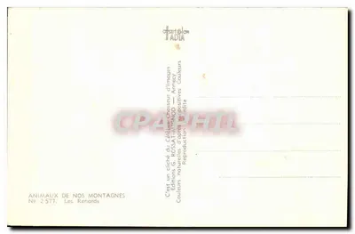 Les Renards — ZWIERZĘTA NASZYCH GÓR — Wydawnictwo G. ROSSAT — Annecy — N° 2 577 — Rewers