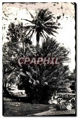 Palmeraie — Editor: Edições Alexandre Sirecky, Oran