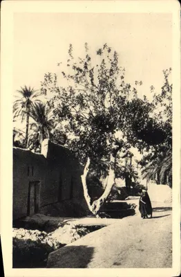 Velho Biskra — rua arborizada com mulher trajada tradicionalmente — SPAGA