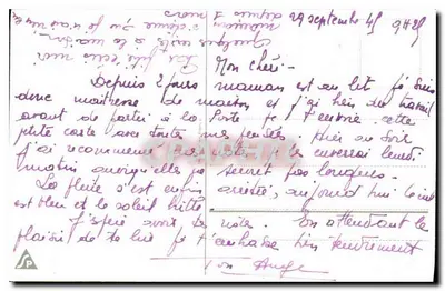 Arranjo de flores — anêmonas e samambaias — editor não visível — Verso