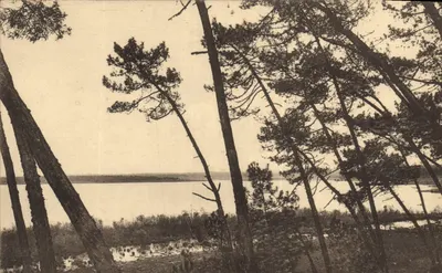 Pinos inclinados no Lago de Léon — Nas Landas da Gascogna — Fotografia D. Bordanez