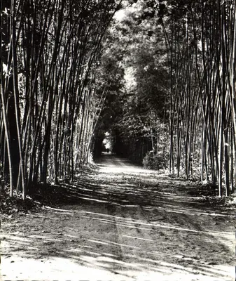 Avenida de bambus — Domínio de Prafrance — por Générargues (Gard)