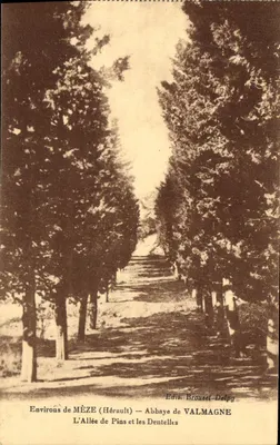 Aproximadamente de MÈZE (Hérault) — Abadia de VALMAGNE — A Avenida dos Pinheiros e as Dentelles — Edit. Brouzet-Delpy