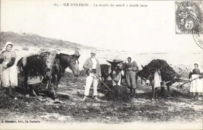 Ilha de Oléron — A colheita do varech com maré baixa — A. Bonnaud, editor, La Rochelle