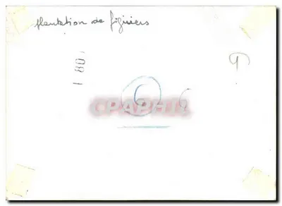 Planteation de figuiers — vue d'ensemble — Verso