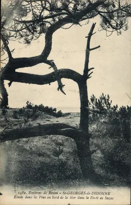 Okręgi Royan — St-GEORGES-de-DIDONNE — Studium wśród Cypresów przy Morzu w Lasie Suzac — n° 1482