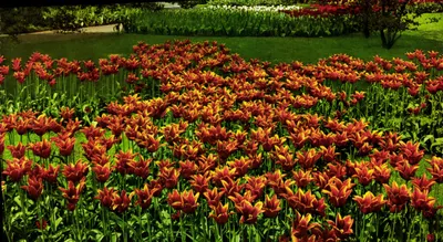 Jardim de tulipas — Holanda — editor Keffata, n° 916-333
