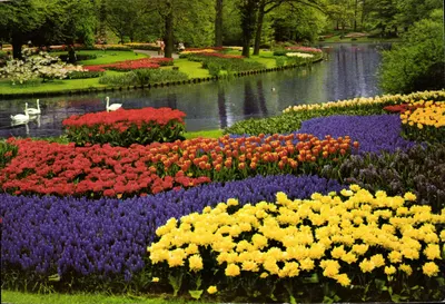 Jardim florido com tulipas e lírios - Holanda - B2
