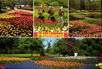 Holanda — Jardins de tulipas e moinho de vento — Carta postal ilustrada