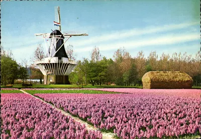 Paisagem de flores e moinho de vento — Holanda — editor Kottas, n° 500/52