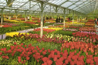 Hollande no campo das flores — n° 00.60€