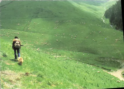 Pastoral landscape with shepherd and dog — Houtland, Brugge — Photo P. Lorne / Travel Pictures
