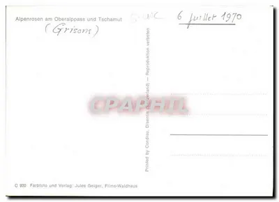 Alpenrosen am Oberalppass und Tschamut — (Grisons) — Wydano przez Condrau, Jules Geiger, Films-Waldhaus — Rewers