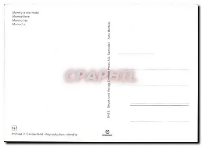Marmoty — seria 5413 — Wydawca: Druck und Verlag Empadin Press AG, Samedan — Rewers