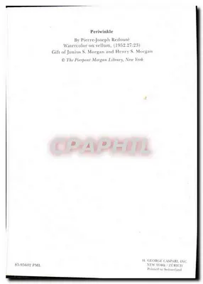 Periwinkle — desenho aquarelado — Pierre-Joseph Redouté — Verso