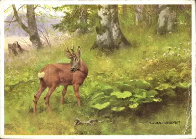 Lobo na floresta — ilustração de F. Jung-Ilsenheim — editor: Tiiger Kunstverlag Chizzi, Innsbruck