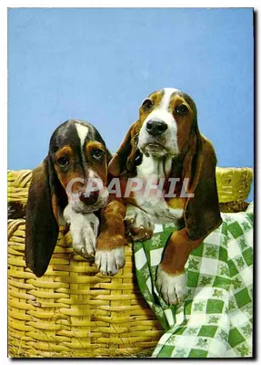 Dois cachorros basset em uma cesta — editor não indicado, número de série não visível