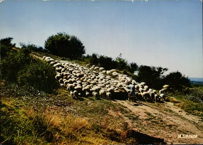 Rebanho de ovelhas no pasto — La Cigogne, série 63.000.45 — Edições "La Cigogne"