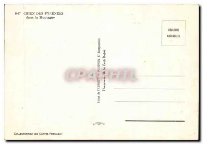Cão dos Pirineus — na Montanha — Edição da Europa, Pierron 37 — Verso