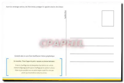Vinhedo alsaciano no outono — proteção das videiras — TopMirk Book — Verso
