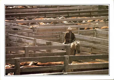 Amarillo. Troupeau no corral — USA — série XXV-A1