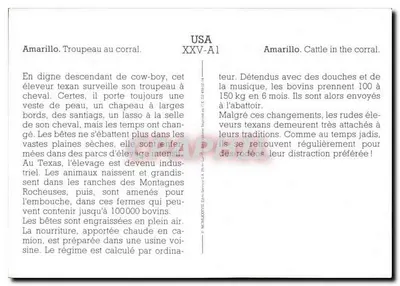 Amarillo. Troupeau no corral — USA — série XXV-A1 — Verso